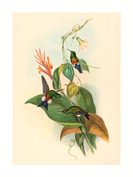 John Gould and H.C. Richter (British, 1804  1881 ), Eriocnemis cupreiventris (Coppery vented Puff