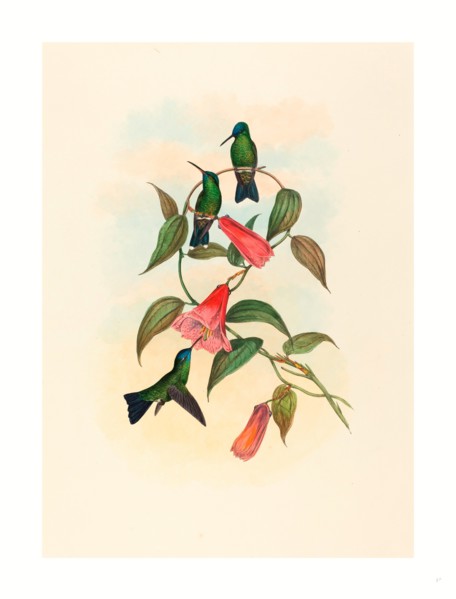 John Gould and H.C. Richter (British, 1804  1881 ), Eucephala smaragdocaerulea (Gould's Wood