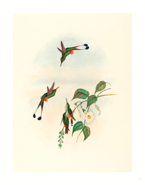 John Gould and H.C. Richter (British, 1804  1881 ), Spathura rufocaligata (Red-booted Racket Tail),