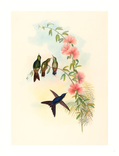 John Gould and H.C. Richter (British, 1804  1881 ), Ramphomicron microrhyncha (Small billed