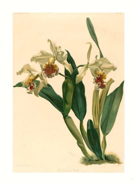 Gustav Leutzsch after Henry George Moon (German (?), active 19th century ), Cattleya Rex,