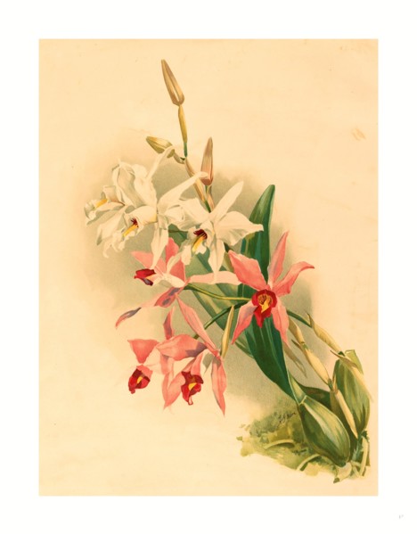 Joseph Mansell after Henry George Moon (British, active 19th century ), Laelia Anceps Stella &