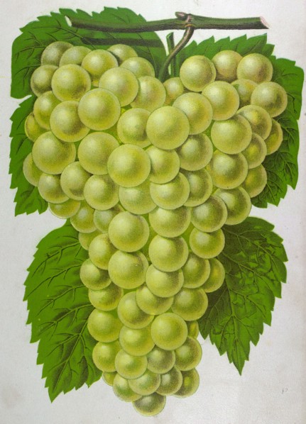 Wine grapes, vine, agriculture, fruit, food and drink, grape, plant, ripe, season, natural,