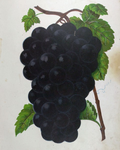 Wine grapes, vine, agriculture, fruit, food and drink, grape, plant, ripe, season, natural,