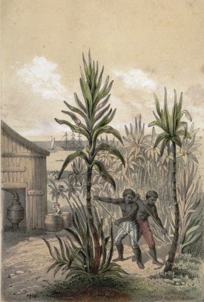 Sugar can farming, sugarcane plantation, poaceae, seed plant, sucrose, tropical, perennial grass,
