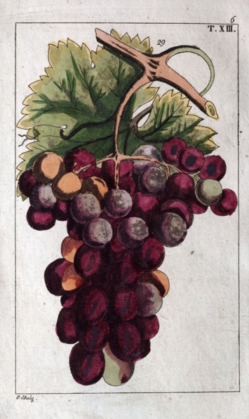 Wine grapes, vine, agriculture, fruit, food and drink, grape, plant, ripe, season, natural,