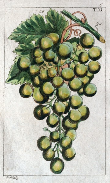 Wine grapes, vine, agriculture, fruit, food and drink, grape, plant, ripe, season, natural,