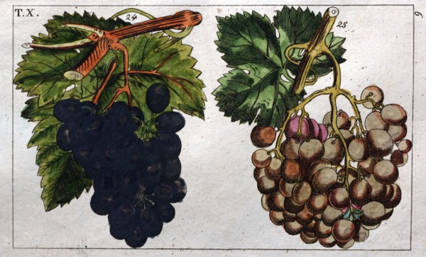 Wine grapes, vine, agriculture, fruit, food and drink, grape, plant, ripe, season, natural,