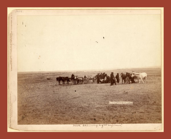 The shepherd and flock. On F.E. & M.V. R'y. in Dakota, John C. H. Grabill was an american