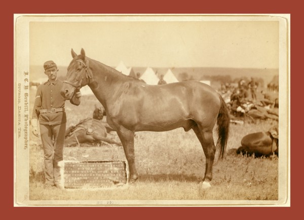 Comanche, the only survivor of the Custer Massacre, 1 History of the horse and regimental orders of