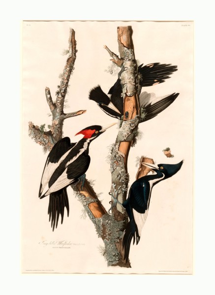 Robert Havell after John James Audubon, Ivory-billed Woodpecker, American, 1793  1878, 1829, hand