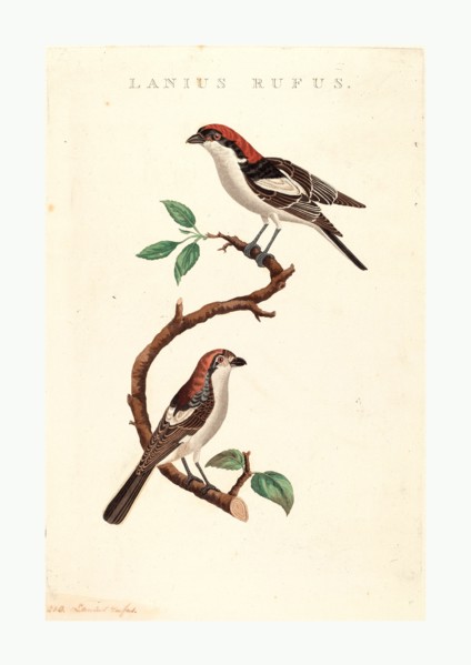 American 19th Century, Lanius rufus, hand colored etching