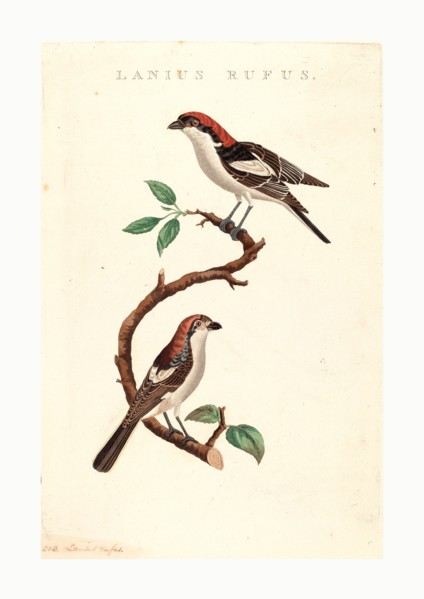 American 19th Century, Lanius rufus, hand-colored etching on laid paper, Collection of Mr. and Mrs.
