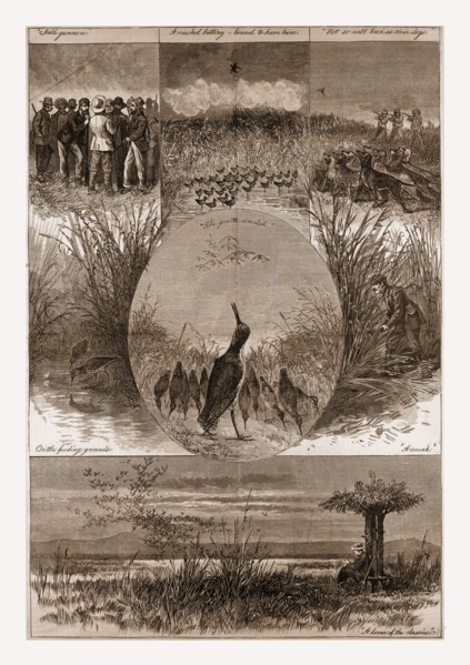 The Snipe drawn by Gaston Fay, 1880, 19th century engraving, USA, America