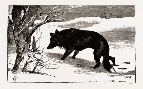 British Columbia, a province located on the west coast of Canada, dog in the snow, 19th century