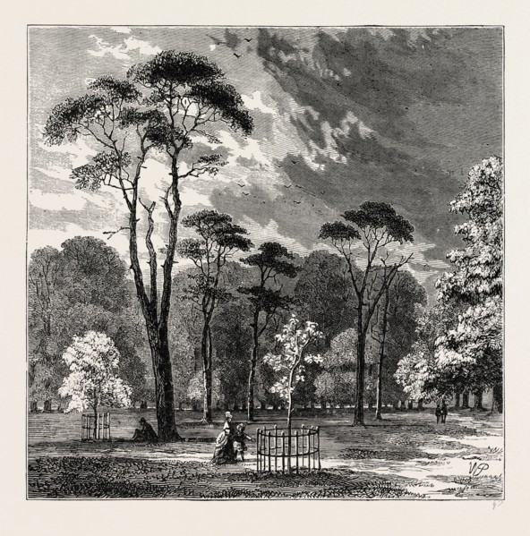 THE SCOTCH FIRS, KENSINGTON GARDENS. London, UK, 19th century engraving