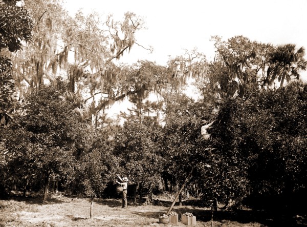 An orange grove on the Halifax, Fla, Jackson, William Henry, 1843-1942, Orange orchards,