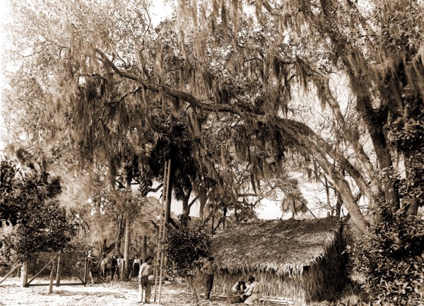 Orange pickers, Ormond, Fla, Jackson, William Henry, 1843-1942, Orange orchards, Harvesting,