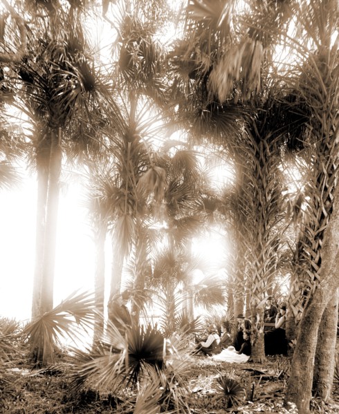 Picnicking on the Halifax, Jackson, William Henry, 1843-1942, Rivers, Palms, Picnics, Waterfronts,
