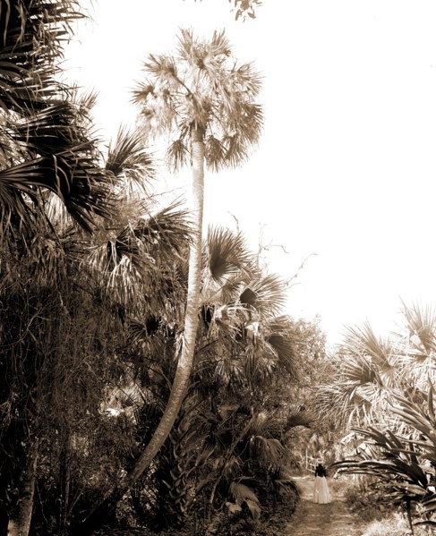 Lovers Lane near Ormond, Jackson, William Henry, 1843-1942, Trails & paths, Palms, United States,