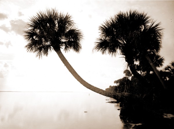 Palmettos near St. Sebastian, Jackson, William Henry, 1843-1942, Waterfronts, Palms, United States,
