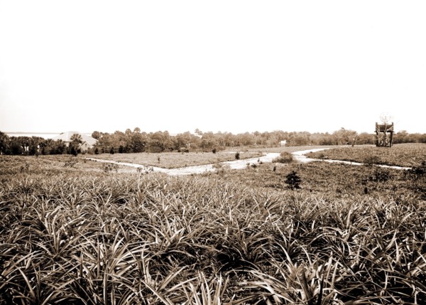 Pineapples at Eden, Jackson, William Henry, 1843-1942, Pineapples, Windmills, Bays, United States,