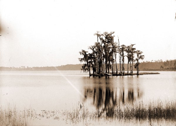Lake Louise near Seville, Fla, Jackson, William Henry, 1843-1942, Islands, Lakes & ponds, United