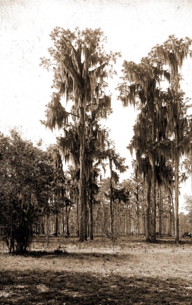 Florida pines, Jackson, William Henry, 1843-1942, Pines, Spanish moss, United States, Florida, 1880