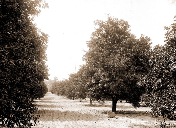 Orange grove, Seville, Fla, Jackson, William Henry, 1843-1942, Orange orchards, United States,