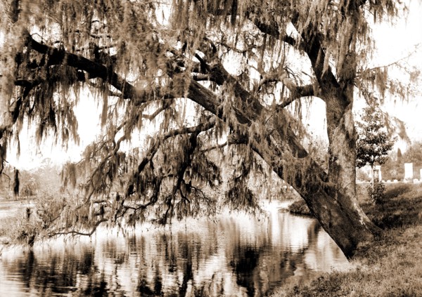 Live oak, Magnolia Cemetery, Charleston, S.C, Cemeteries, Oaks, Spanish moss, Waterfronts, United