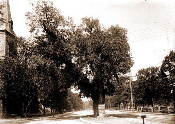 The Washington elm, Cambridge, Mass, Washington, George, 1732-1799, Historic trees, United States,