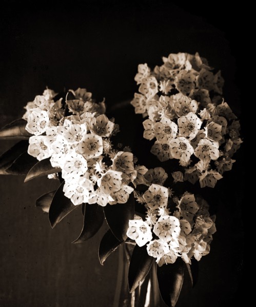 Laurel blossom, Flowers, Laurels, United States, Pennsylvania, 1900
