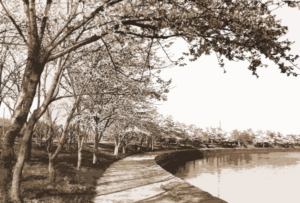 Japanese cherry blossoms, Cherry trees, Waterfronts, United States, District of Columbia,