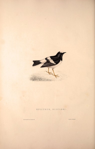 Enicurus Scouleri, Little Forktail. Birds from the Himalaya Mountains, engraving 1831 by Elizabeth