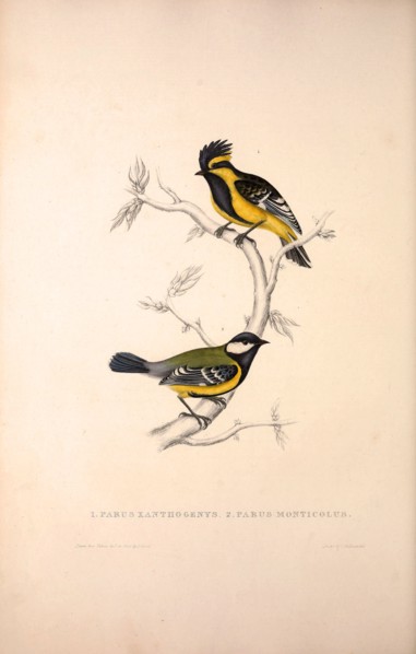 Parus Xanthogenys, Parus Monticolus. Birds from the Himalaya Mountains, engraving 1831 by Elizabeth
