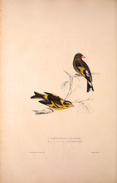 Carduelis Caniceps, Grey-headed Goldfinch, Carduelis Spinoides, Yellow-breasted Greenfinch. Birds