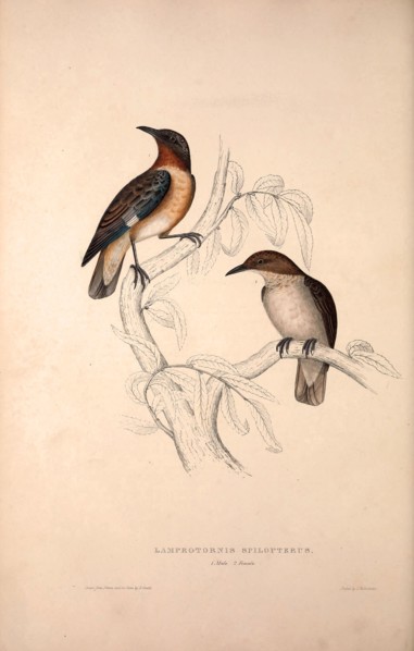 Lamprotornis Spilopterus, winged Starling. Birds from the Himalaya Mountains, engraving 1831 by