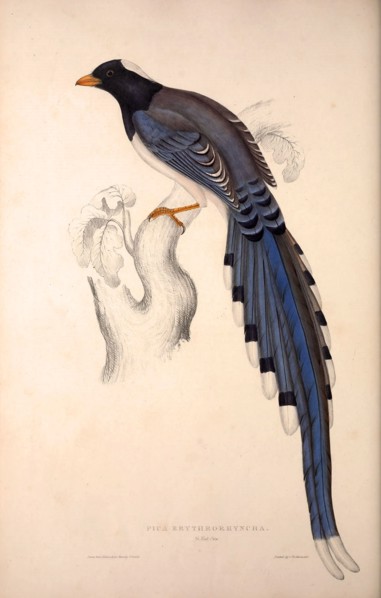 Pica Erythrorhyncha. Birds from the Himalaya Mountains, engraving 1831 by Elizabeth Gould and John
