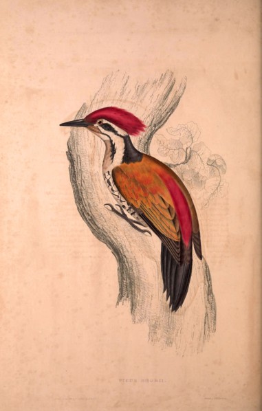 Picus Shorii, Dinopium shorii shorii, Himalayan Flameback, also known as the Himalayan Goldenback,