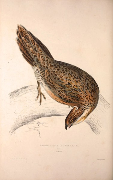 Phasianus Pucrasia (female), Perdix chukar. Birds from the Himalaya Mountains, engraving 1831 by