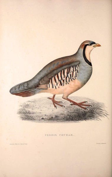 Perdix Chukar, Chukar Partridge. Eurasian upland gamebird in the pheasant family Phasianidae..