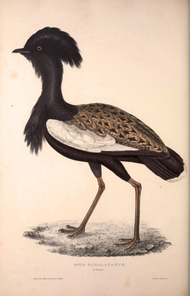 Otis Himalayanus or Delicious Bustard, Otis deliciosa. Birds from the Himalaya Mountains, engraving