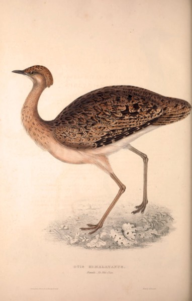 Otis Himalayanus (female) or Delicious Bustard, Otis deliciosa. Birds from the Himalaya Mountains,