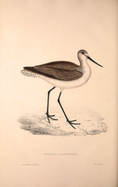 Totanus Glottoides, Common Greenshank. A wader in the large family Scolopacidae, the typical waders