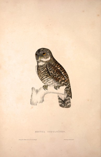 Noctua Cuculoides. Birds from the Himalaya Mountains, engraving 1831 by Elizabeth Gould and John