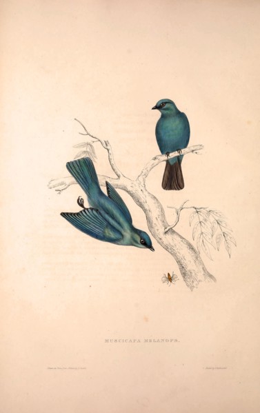 Muscicapa Melanops. Birds from the Himalaya Mountains, engraving 1831 by Elizabeth Gould and John