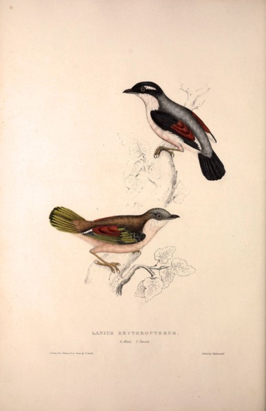 Lanius Erythropterus, Himalayan Shrike-babbler. Birds from the Himalaya Mountains, engraving 1831