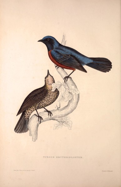 Turdus Erythrogaster. Birds from the Himalaya Mountains, engraving 1831 by Elizabeth Gould and John