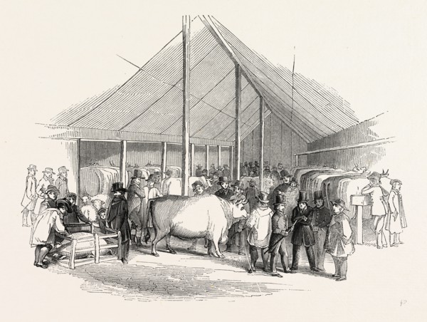 Cattle Show, London, England, engraving 19th century, Britain, UK