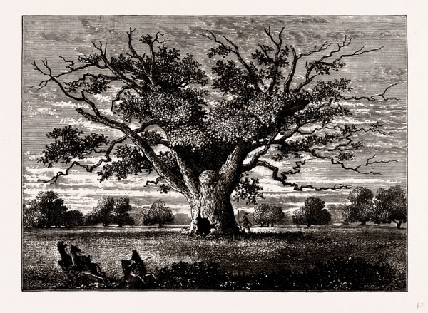 FAIRLOP OAK, 1800, UK, engraving 1881 - 1884